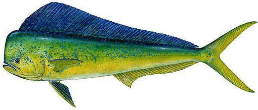 Best Fly Fishing Gear for Mahi Mahi